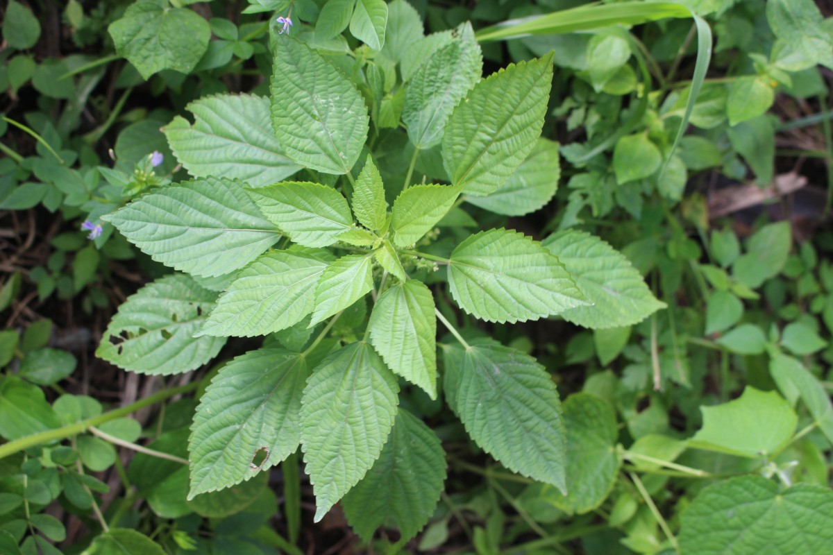 Acalypha lanceolata Willd.